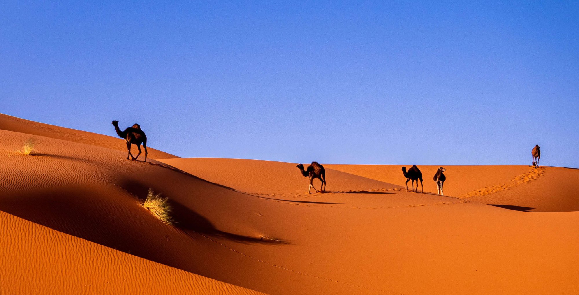 Voyage dans le désert marocain au départ de Marrakech
